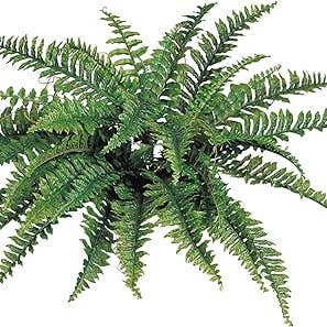 Boston Fern Artificial Plant - Uv Resistant Indoor/Outdoor for wholesale by Larksilk