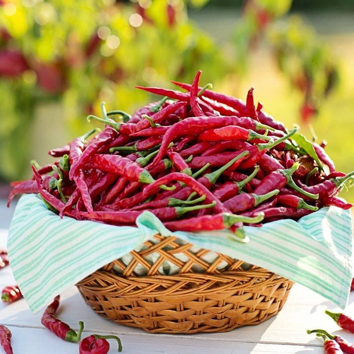 Sow True Seed - Wholesale Plant Seeds - Hot Pepper Seeds - Cayenne Long Red Thin3