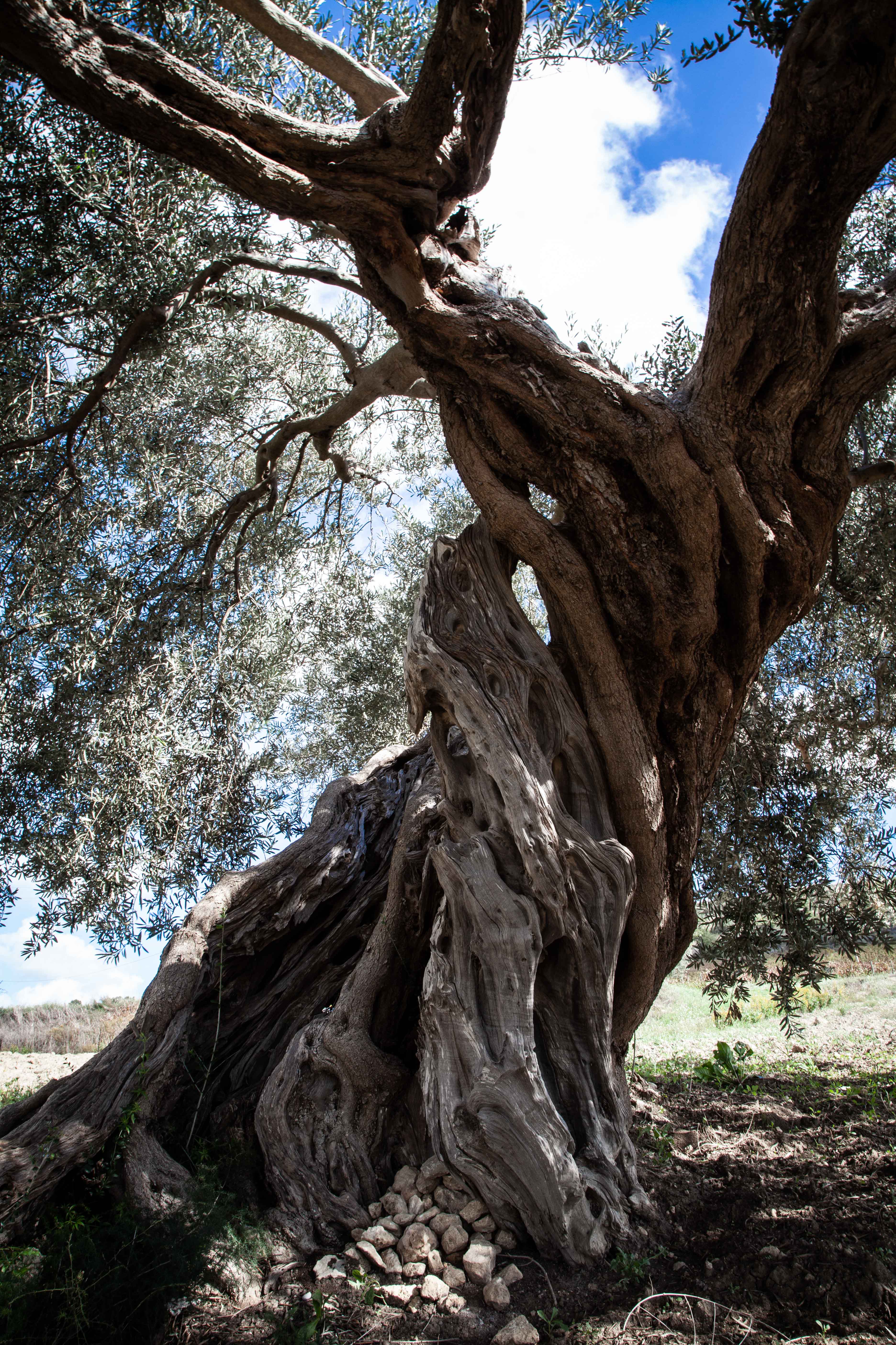 International Loft - Wholesale Olive Oil - Zahara Extra Virgin Olive Oil from Sicily, 16.9 Fl Oz bottle4