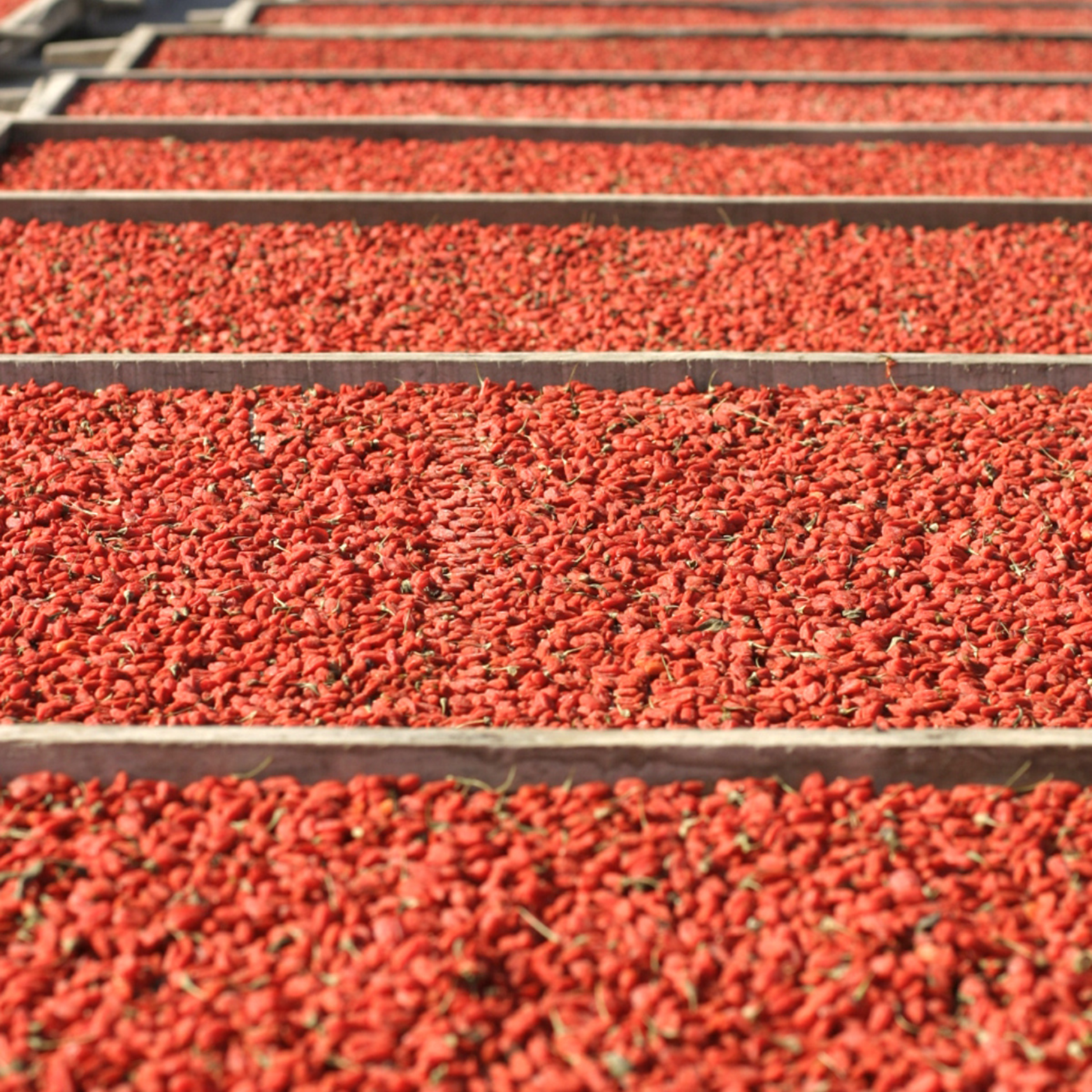 Witchy Pooh's Exotic Teas & Herbs - Wholesale Dried/Dehydrated Fruit - Witchy Pooh's Wolfberries, Goji Berries - Whole Soft & Chewy13