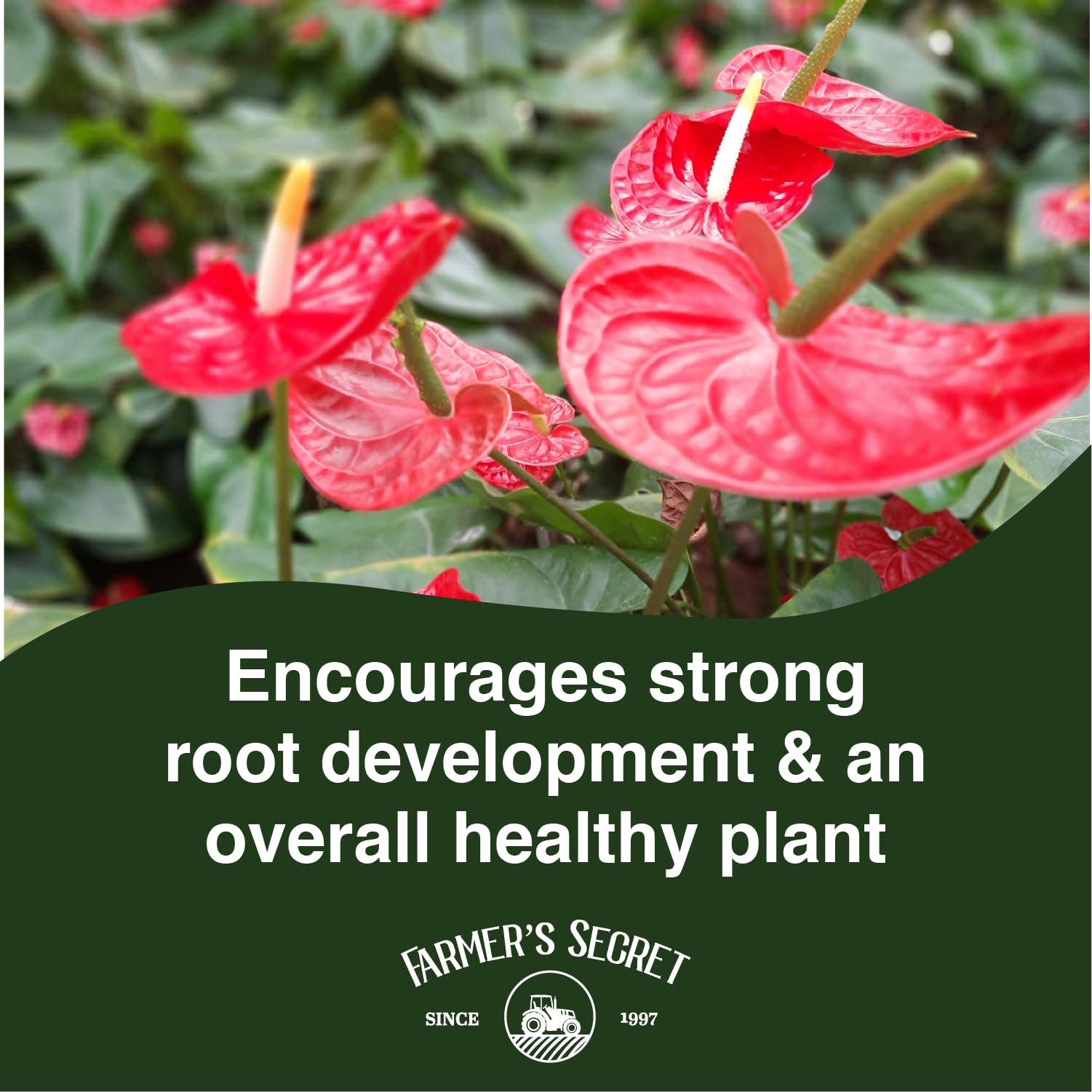 Farmer's Secret - Wholesale Fertilizer - Anthurium Plant Food 8oz5