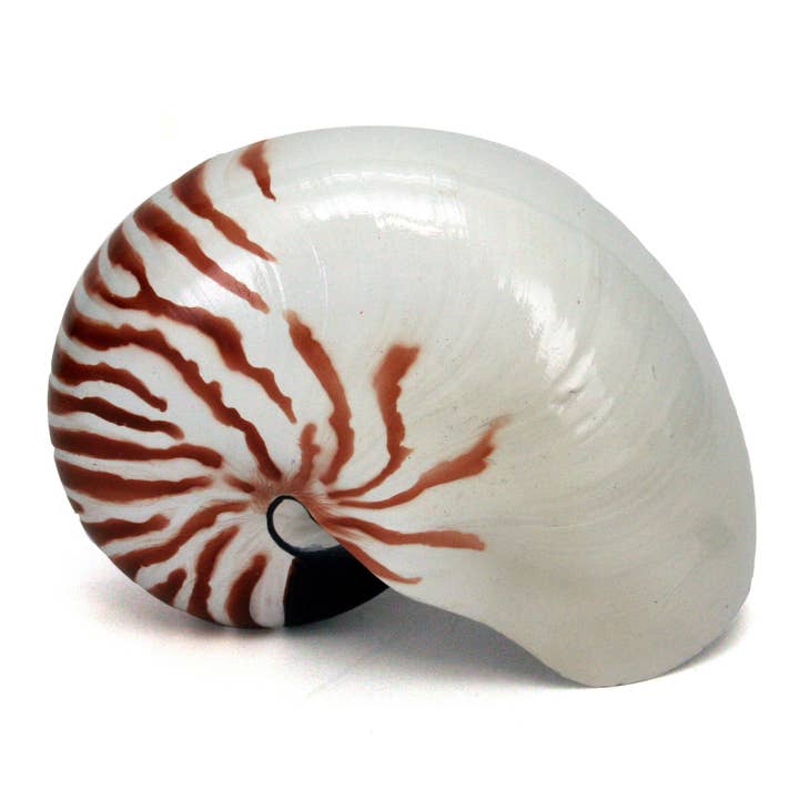 Modern Coastal by Contrast Inc. - Wholesale Decorative Tabletop Object - Faux Chamber Nautilus Shell