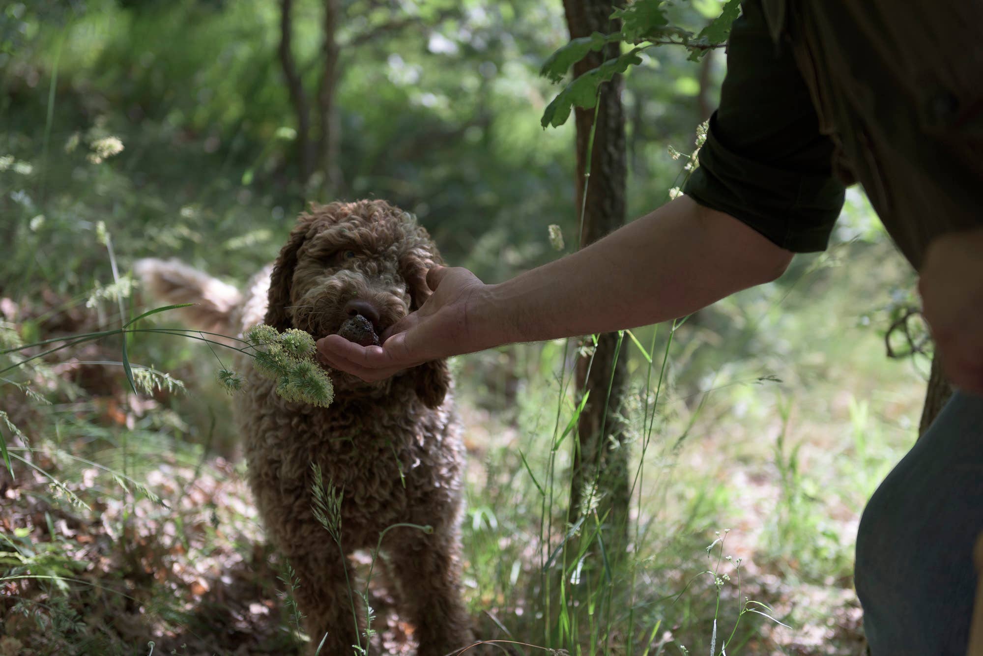 La Cerqua Tartufi - Wholesale Pasta - Great Taste Award 2024 Chitarrine & Italian Truffles, 250g4