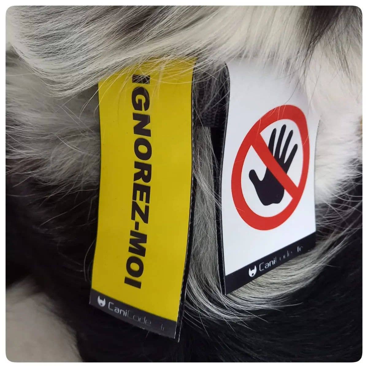 AniCode - Wholesale Pet Collar Charm - Dog - Scratch front/back CaniCode® IGNORE ME5