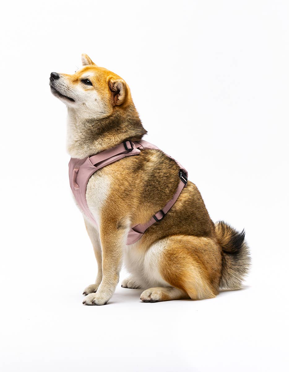 United Pets - Vente Laisse – chien - Harnais rembourré doux pour chien15