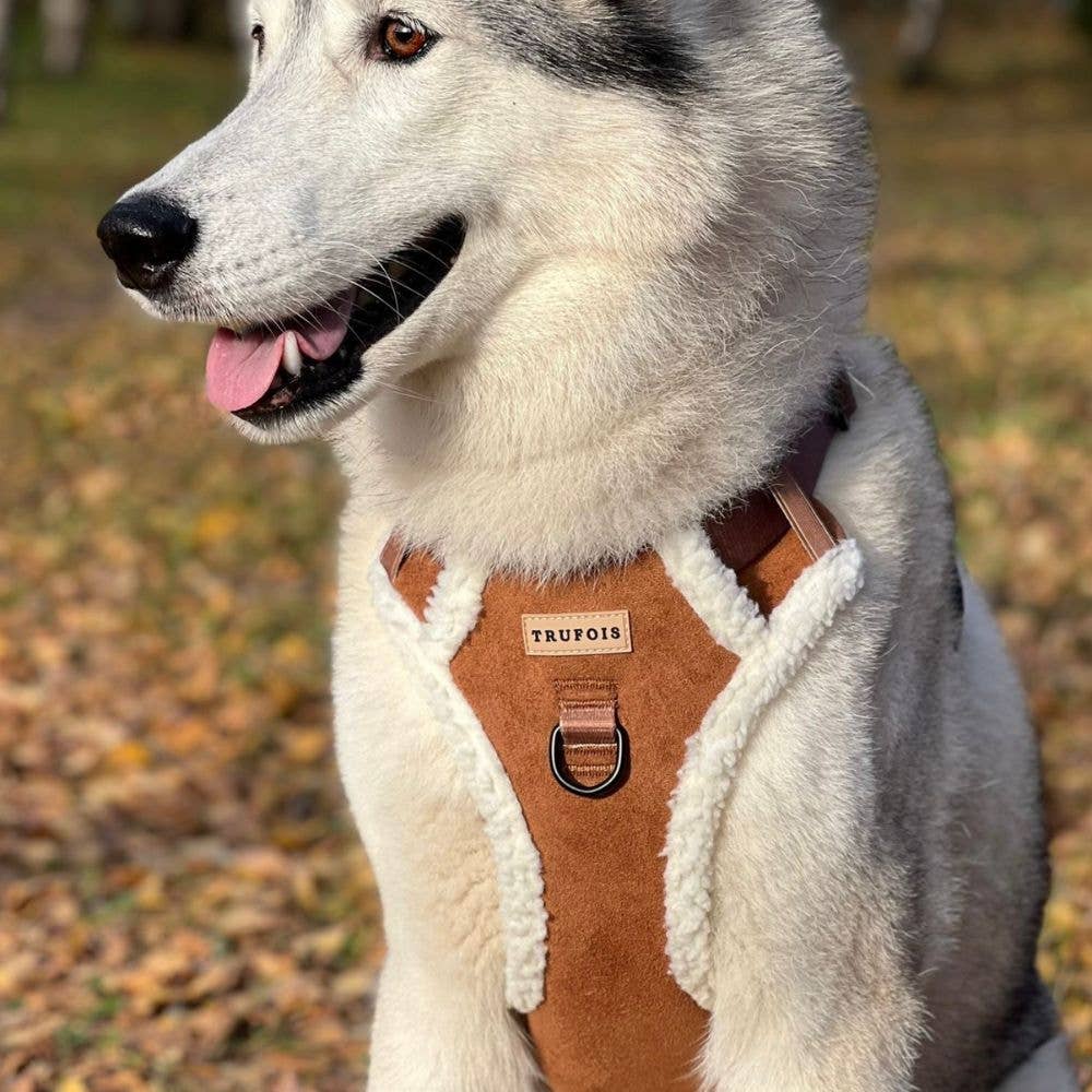 Trufois – wholesale Sele - Hund – Teddy Sisu Sele - Mocca2