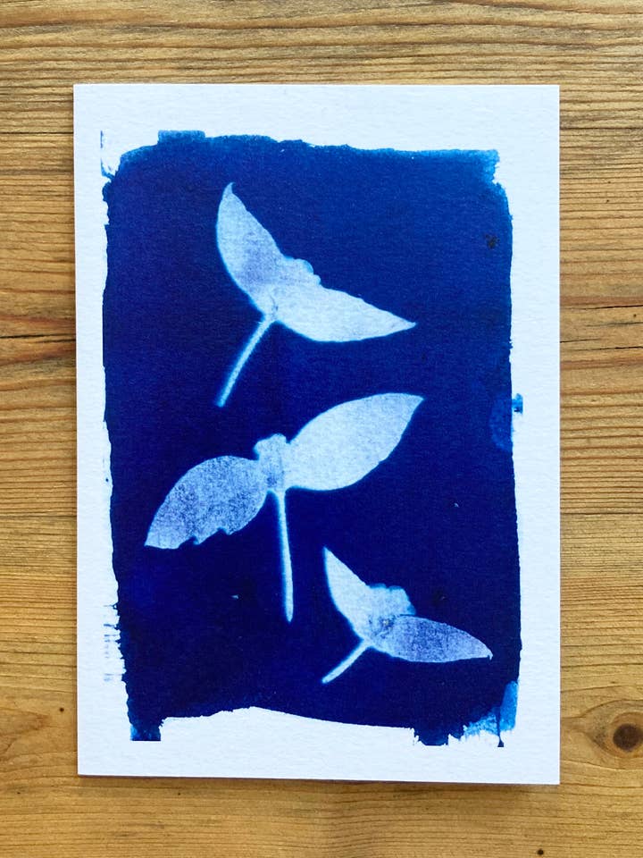 Biglietto di auguri blu botanico «Alkanet» per la vendita all'ingrosso da parte di Made By McDuff