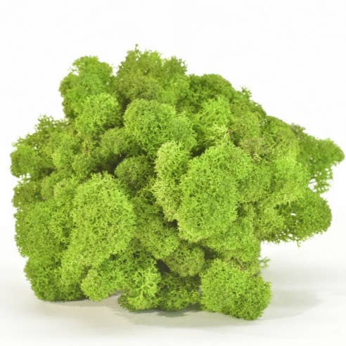 Moss House - Wholesale Live Plant - Lichen Stabilized Reindeer Moss Light Green by MossHouse2