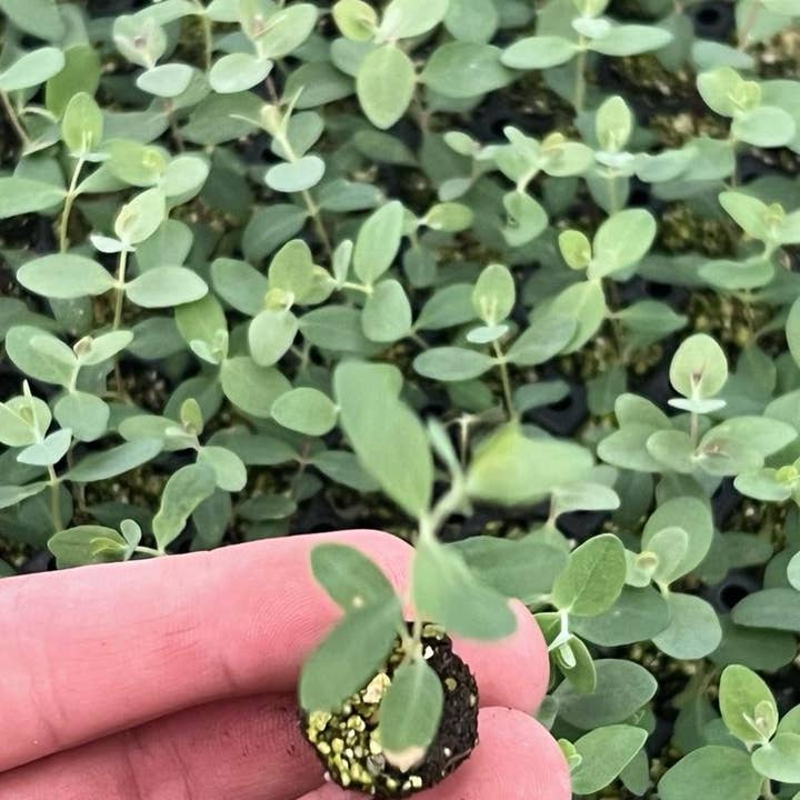Baby Blue Eucalyptus Seedling Plant ( Starter Plant) and other Purchase Wholesale lawn grass seed. Free Returns & Net 60 Terms on Faire trending on Faire.