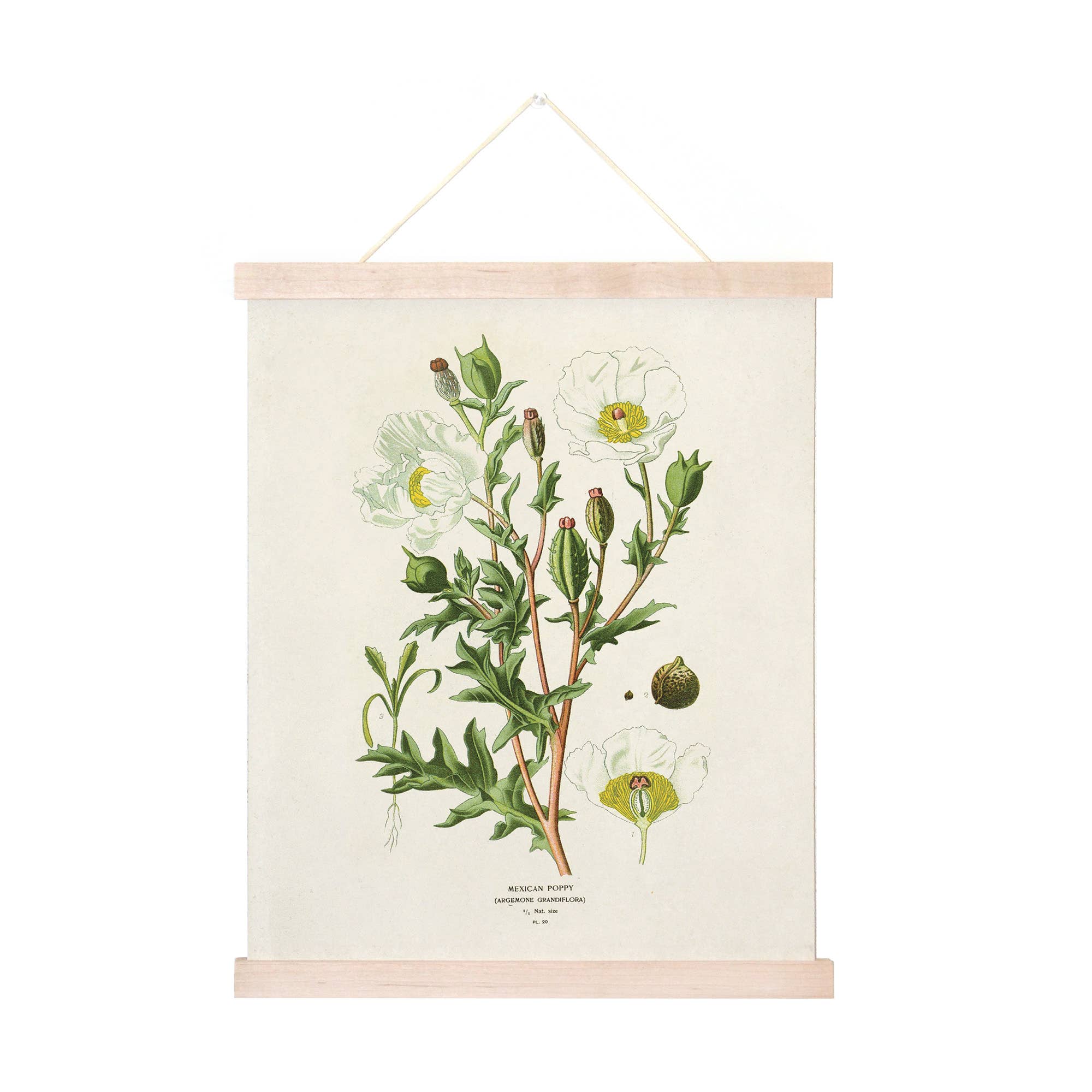 Curious Prints - Wholesale Art Print - Vintage Botanical Mexican Poppy Print w/ optional frame2