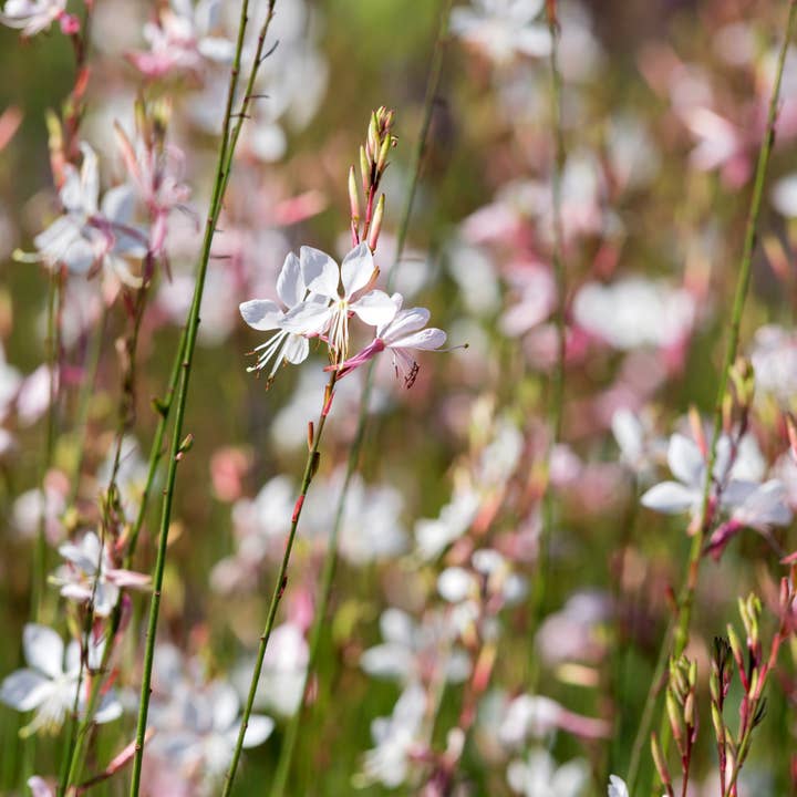 Gaura lindheimeri Whirling Butterflies – 24 plantas – Ø9cm – Altura 10-25cm – Gaura – Flores blancas puras – Floración continua para parterre, jardín de pradera y maceta para venta al por mayor de Oasis of Life