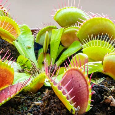 Dionaea Muscipula (Venus Fly Trap) Dente for wholesale by Dick's Sticks and Exotics