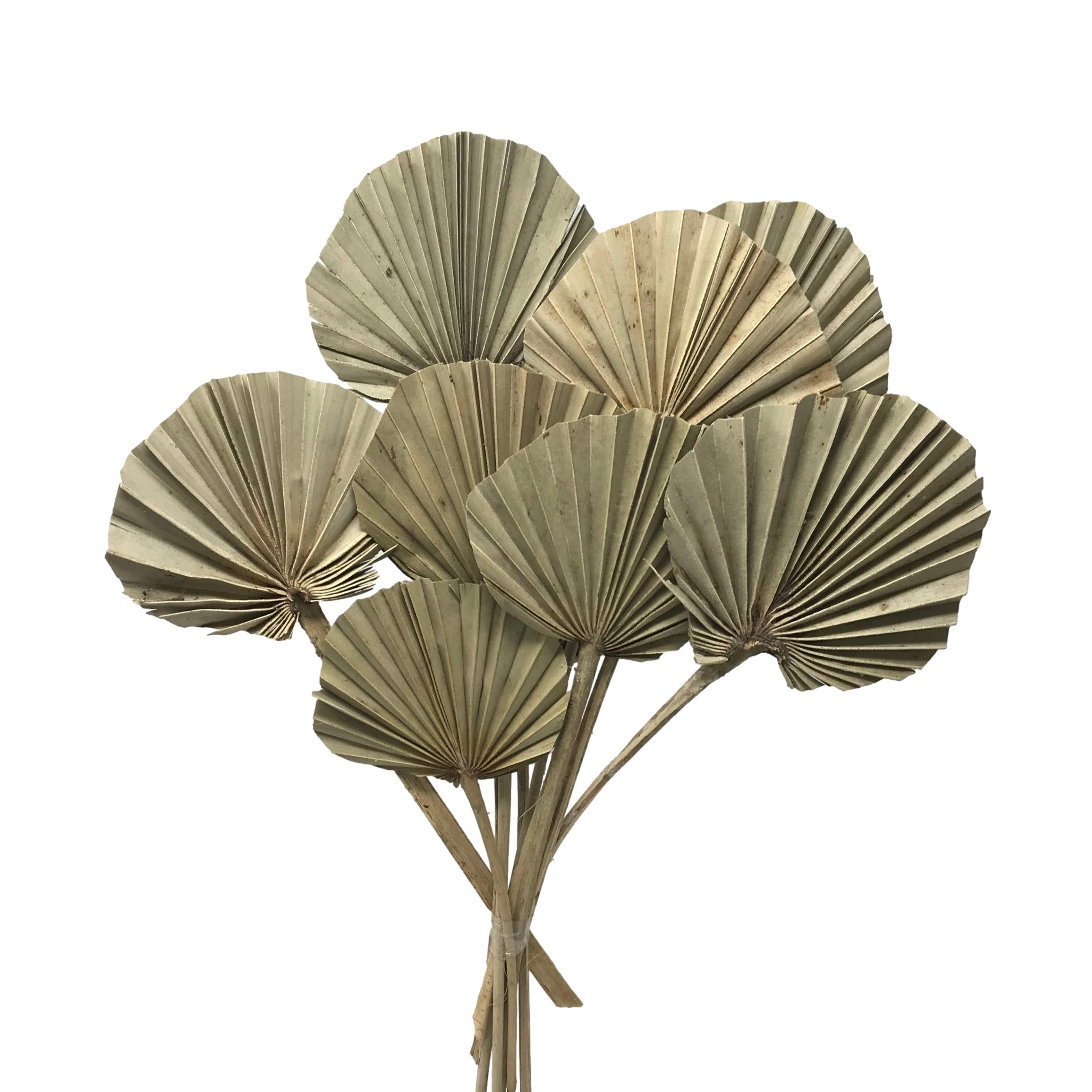 Wilco Home – Engroshandel Tørrede/pressede blomster – 10 tørrede naturlige palmeblade på stilk, bundt1