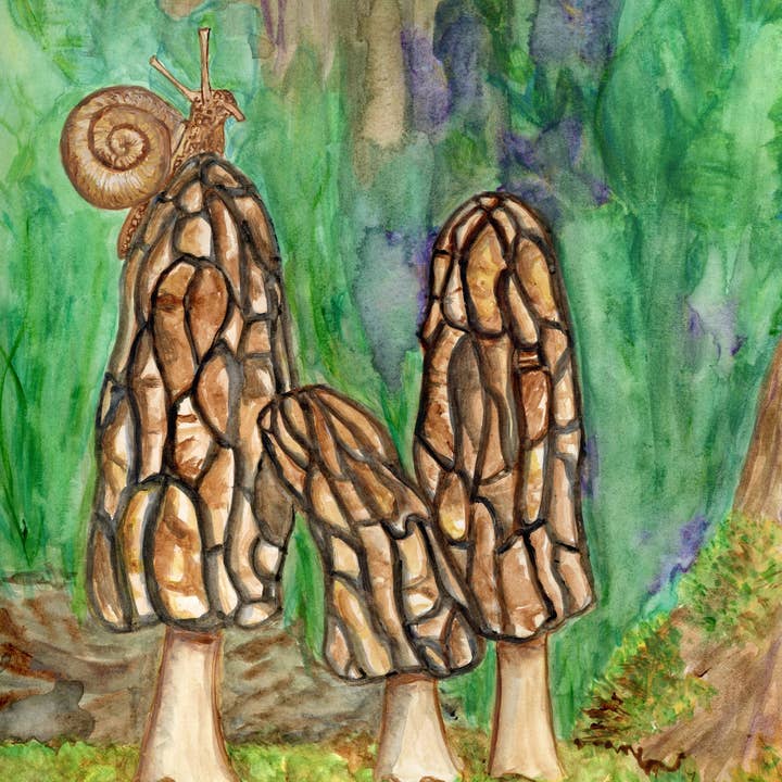 Morel Mushrooms Fine Art Print for wholesale by Heart Compass Creative