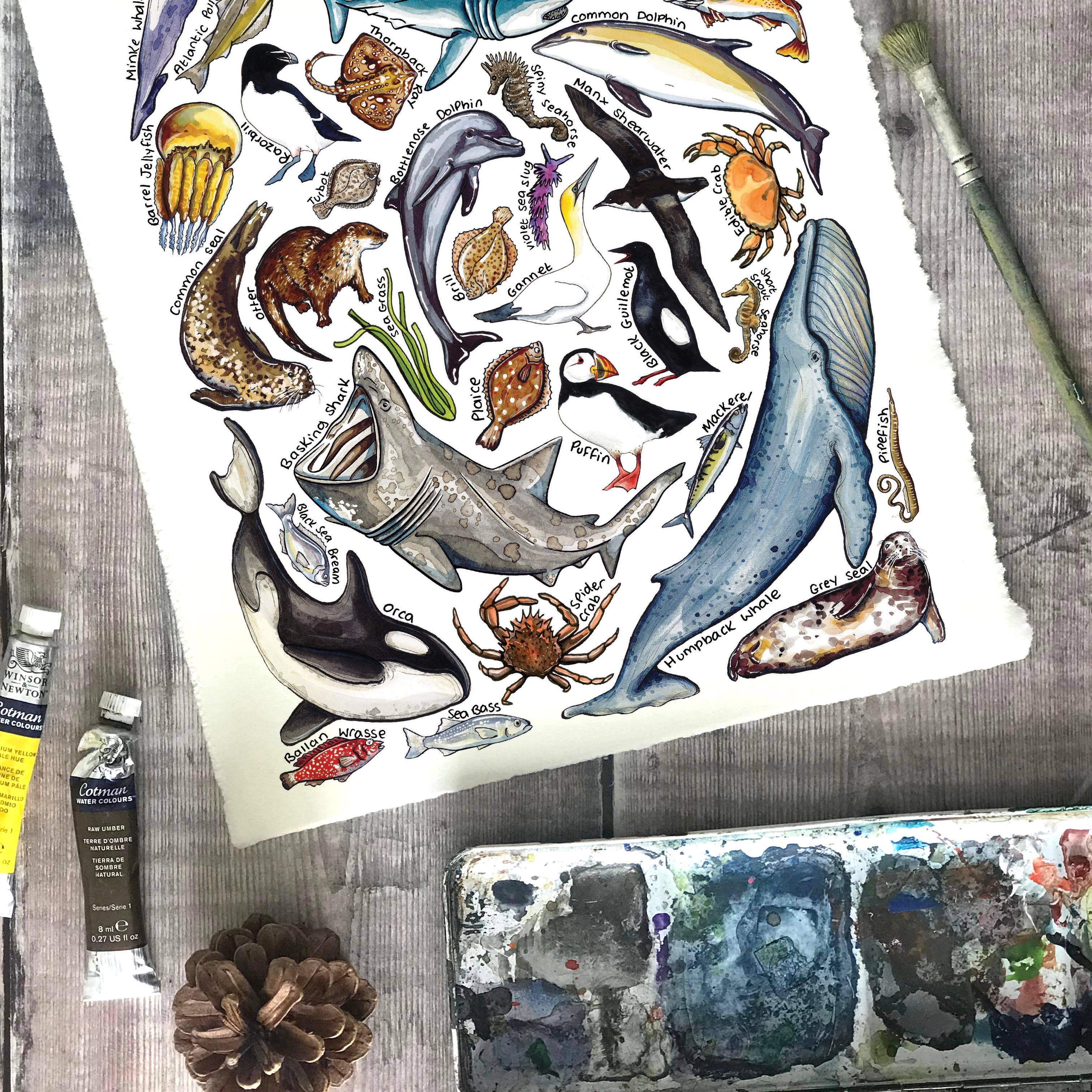 Alexia Claire Ltd – wholesale Postcard – Marine Wildlife of Britain Art Blank Postcard2