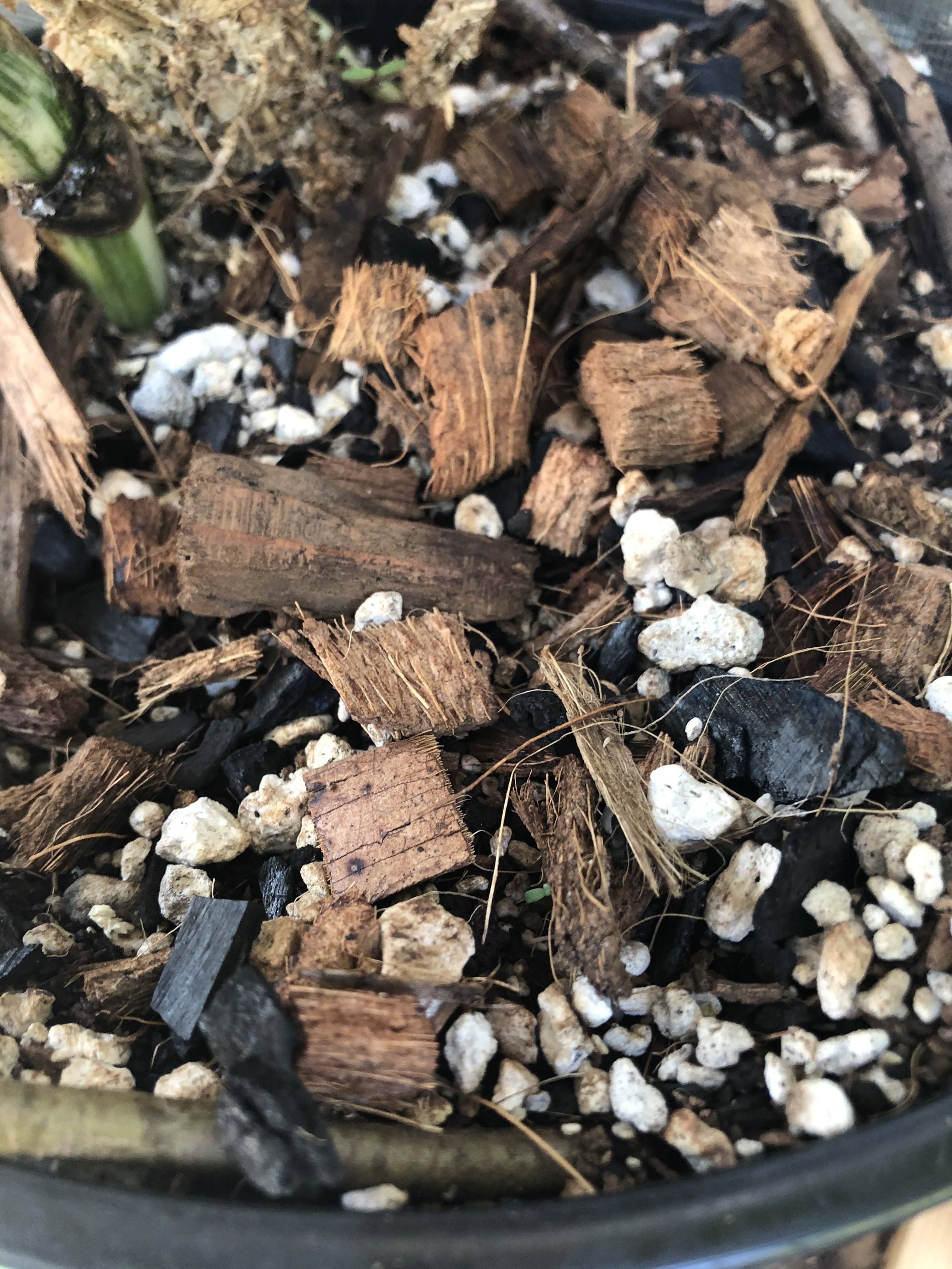 Rooting For You Plant Nursery - Wholesale Planting/Potting Soil - AROID Premium Potting Mix5