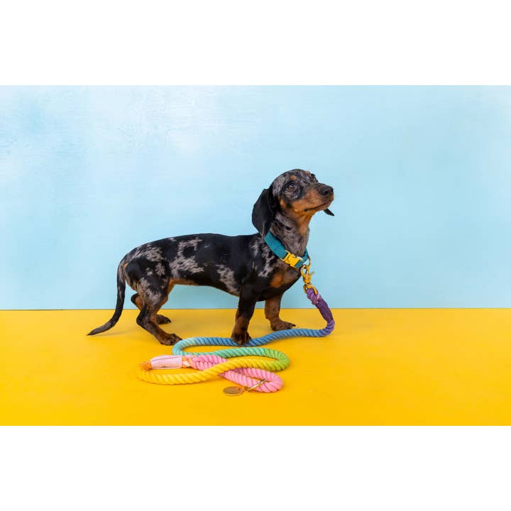 Pink Papyrus | Premium, Durable, & Stylish Dog Products - Wholesale Pet Leash - Dog - Nola Rope Dog Leash | Dog Leash | Rainbow Leash3