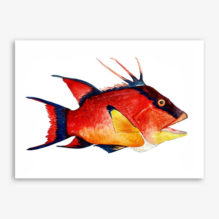 Hogfish Print (multiple size options) for wholesale by Art by BGates