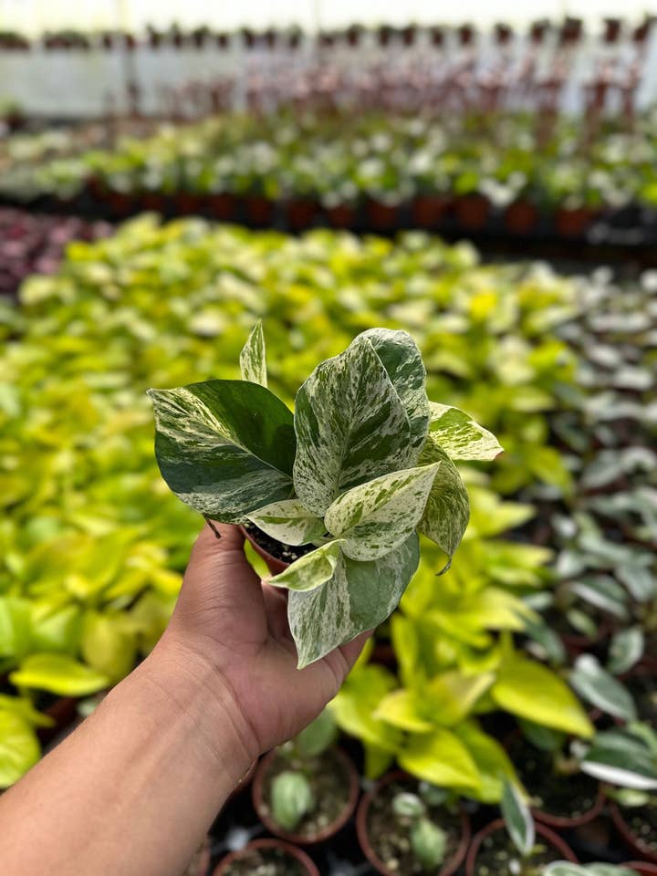 Marble Queen Pothos - Epipremnum Aureum - 4" from MyPlants for wholesale by MyPlants LLC