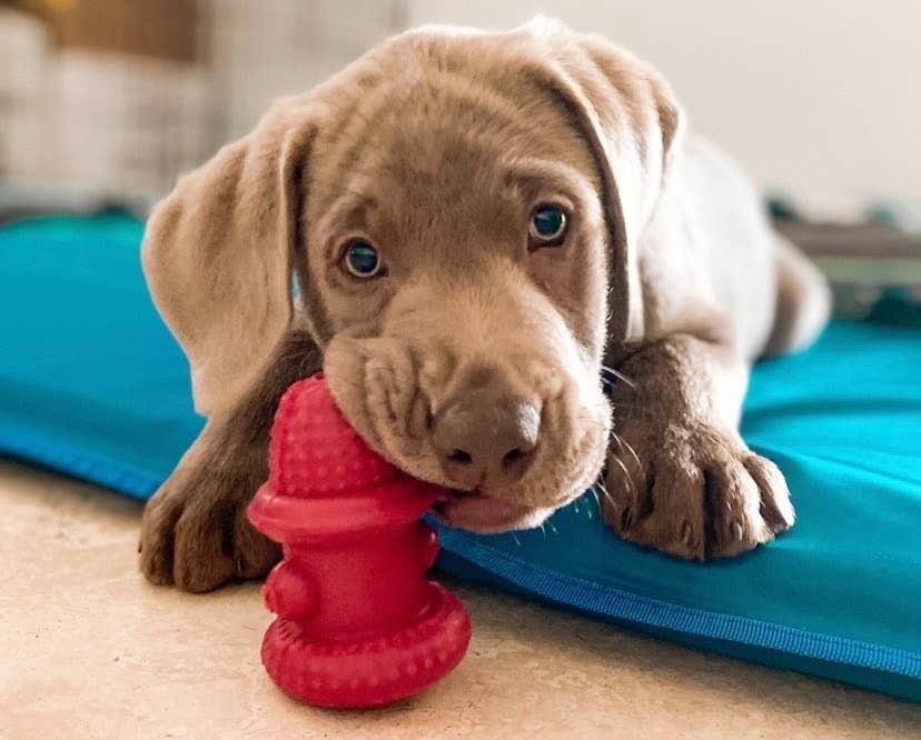 Spunky Pup - Venta al por mayor Juguete para morder - Perros - Boca de Incendios de Doble Pared de Goma - Hecha en EE. UU.5