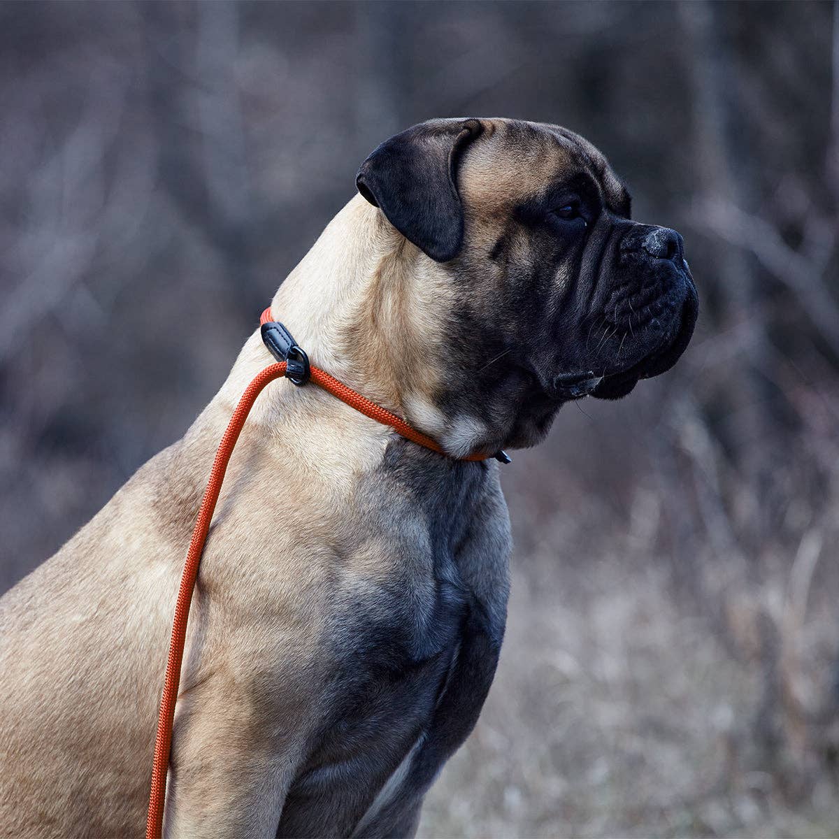 Dogline - Vente Laisse – chien - Laisse coulissante ronde en nylon14