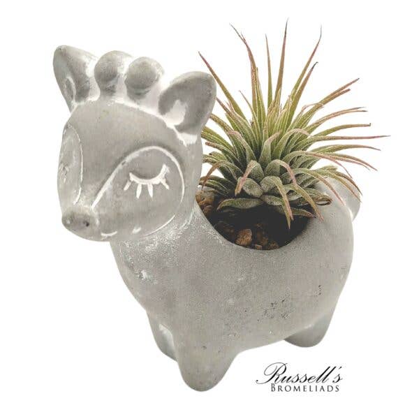 Russell's Bromeliads - Wholesale Decorative Figurine - Petite Menagerie - Half Pack7