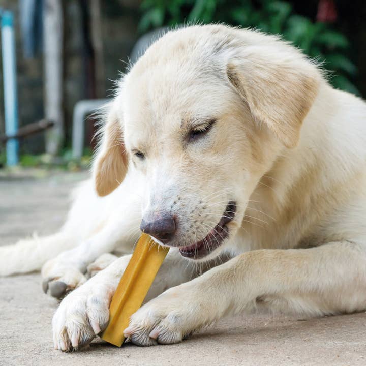 CHURPI – Großhandel Leckerlis – Hund – M ORIGINAL CHURPI BAR Yak-Snack/Leckerli für Hunde