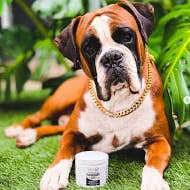 Natural Dog Bone Broth for wholesale by Rockwell Pets Pro