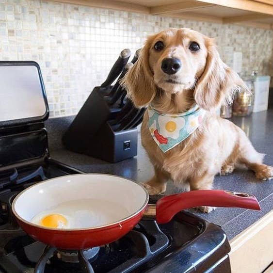 Fox Named Todd – Engroshandel Bandana - Hund – Bacon Hund Bandana2