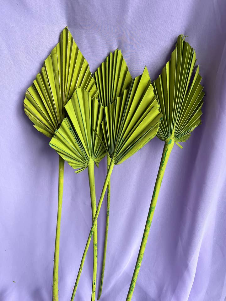 Dried Palm Spear - Medium size green - one piece for wholesale by Saslittlevillage