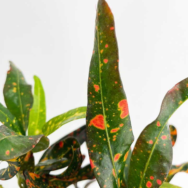 Bumble Plants - Wholesale Live Plant - Codiaeum Variegatum 'Red Spot' Croton3
