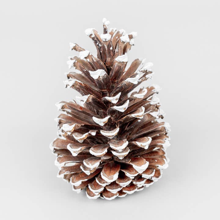 White Tipped Large Pinecones - 6-9 Inches Tall for wholesale by GS Foliage