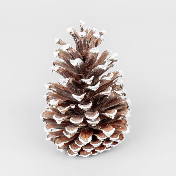 White Tipped Large Pinecones - 6-9 Inches Tall for wholesale by GS Foliage
