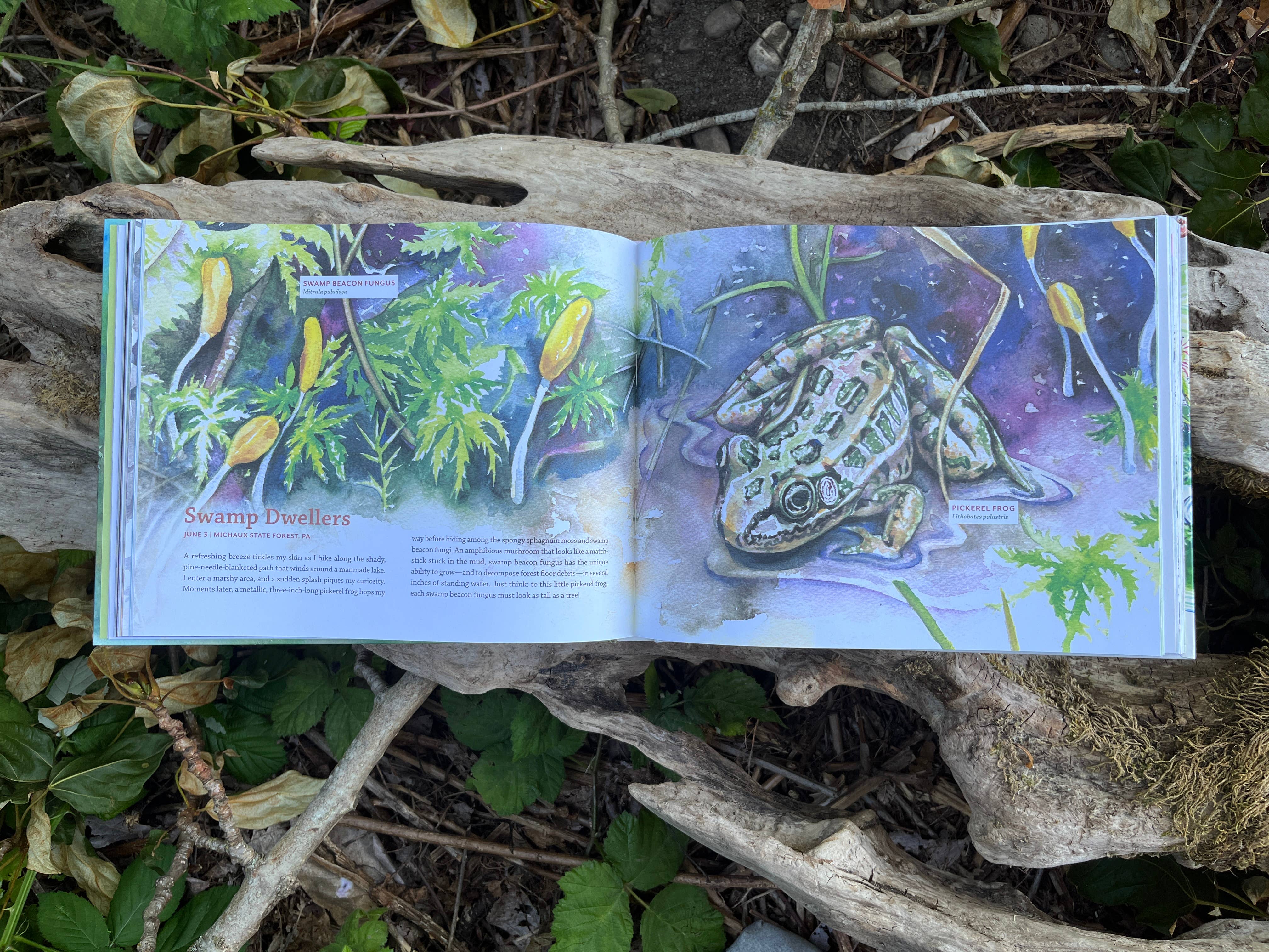 Mountaineers Books - Wholesale Nature & Outdoors - Tiny Worlds of the Appalachian Mountains2