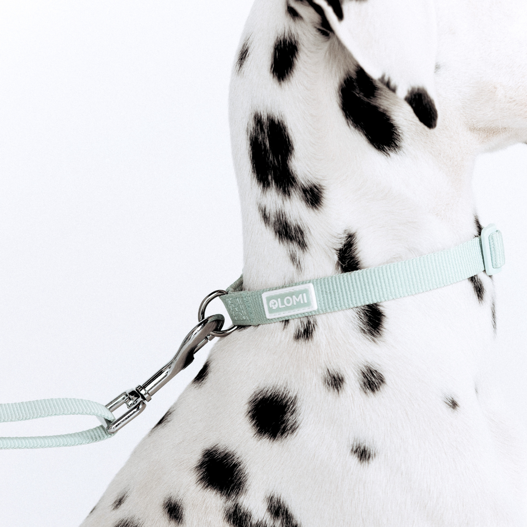 LOMI Pet Care - Wholesale Pet Collar - Dog - DOG COLLAR - ECO5