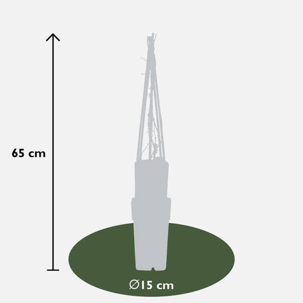 Oasis of Life - Wholesale Live Plant - Virginia Creeper – Parthenocissus quinquefolia 'Engelmannii' – Ø15cm – approx. 65cm high – Fast-growing & hardy climbing plant – Green summer leaves & red autumn coloring – For facade, fence & pergola4