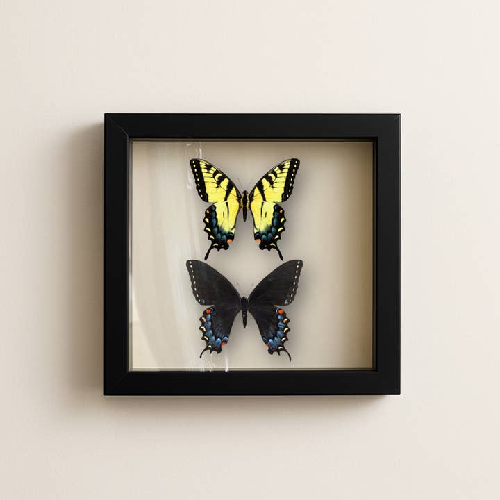 Real Eastern Tiger Swallowtail Pair – 9x9 Shadowbox for wholesale by Instar Innovations