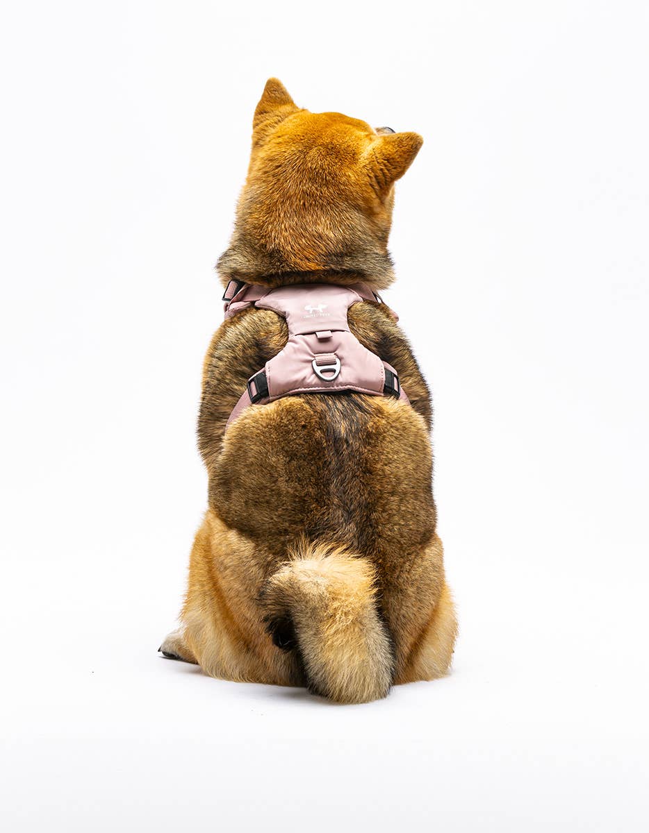 United Pets - Vente Laisse – chien - Harnais rembourré doux pour chien6