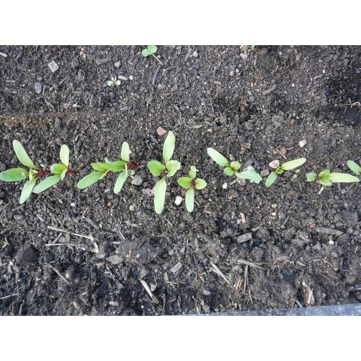 Gardinnovations - Vendita all'ingrosso Attrezzi da giardino - Scavatore e distanziatore per seminare i semi, nuovo5