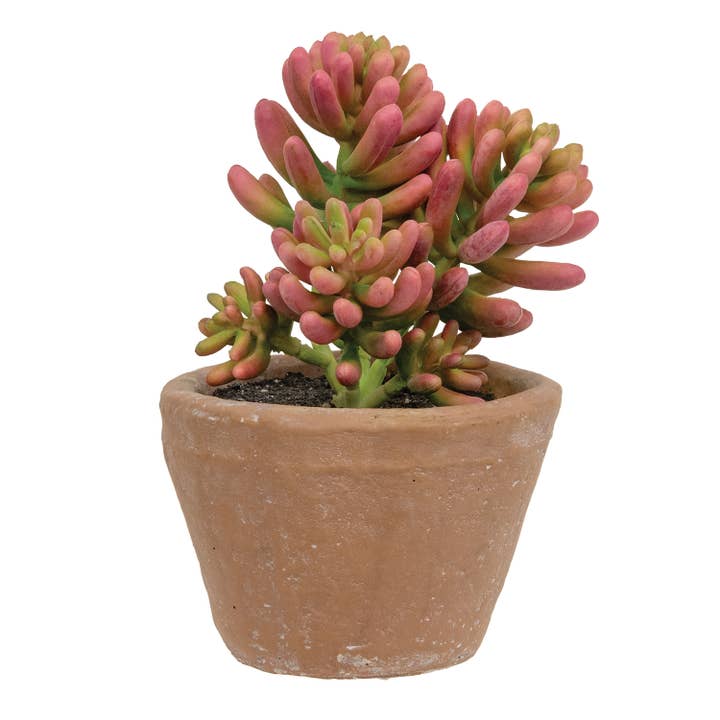 Col House Designs – wholesale Artificial plant – Potted Coral Jade Succulent