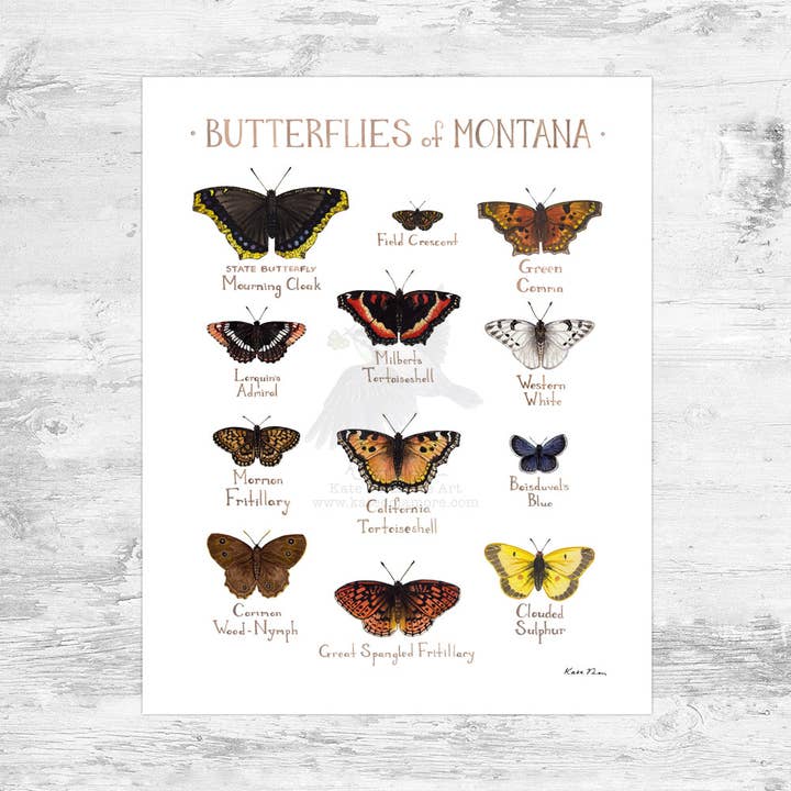Montana 8x10 Butterflies Field Guide Art Print for wholesale by Kate Dolamore Art