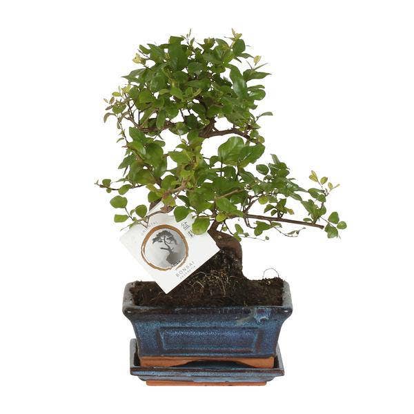 Oasis of Life - Wholesale Live Plant - Bonsai in S-Shape – Houseplant Ø15cm – Height approx. 15cm – Elegant Mini-Tree for Home & Office – Decorative & Easy to Care For0