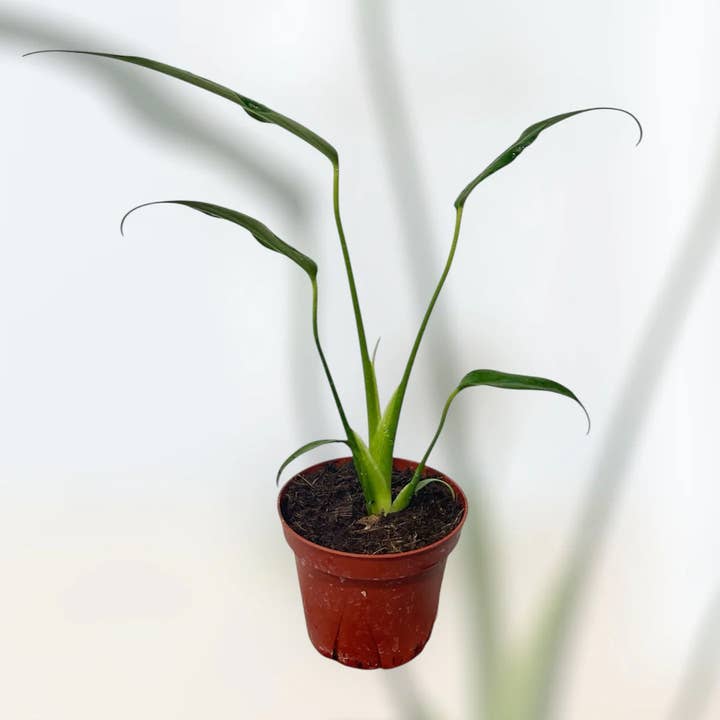 4" Burle Marx Flame for wholesale by Down to Dirt Plants