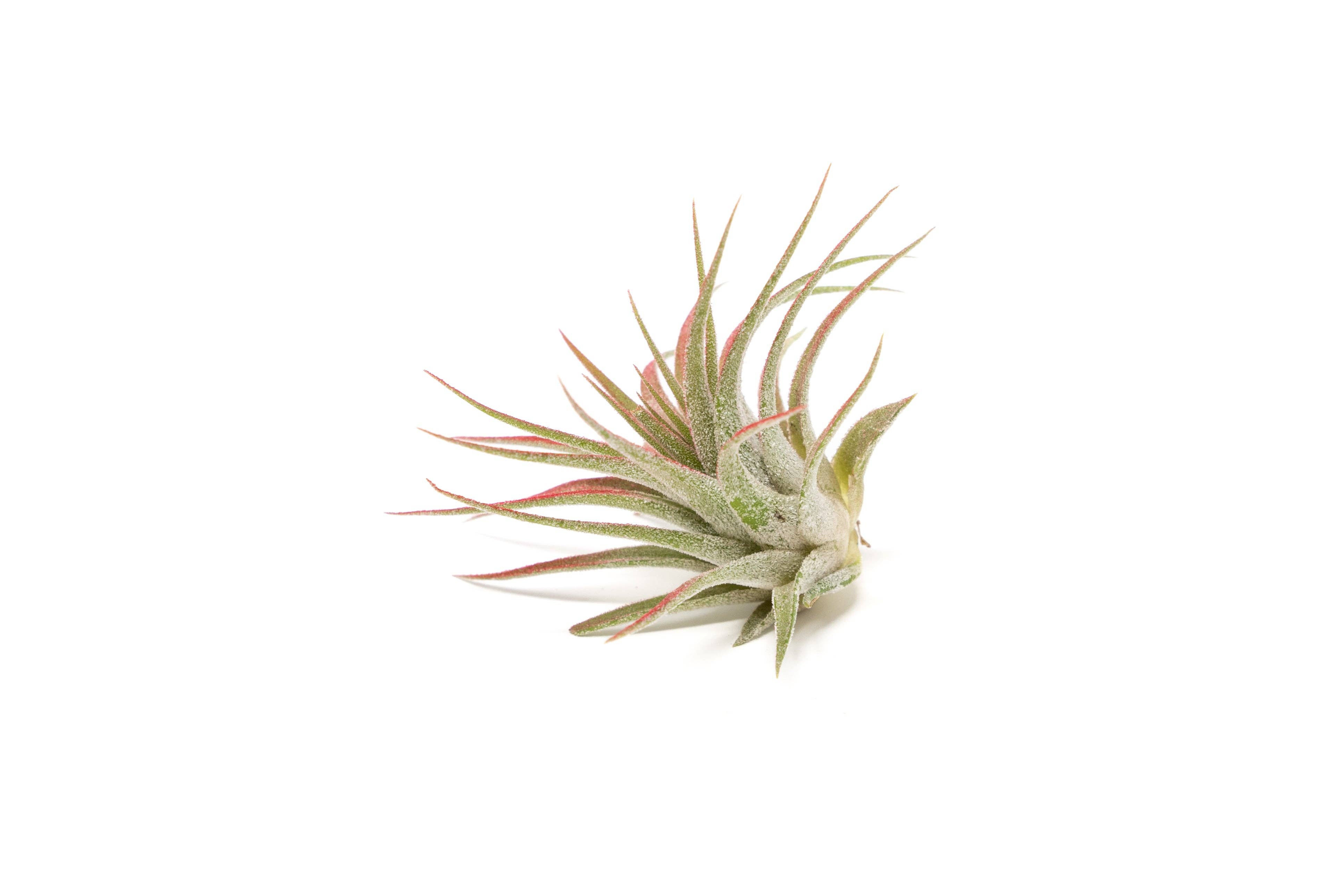 Air Plant Shop - Wholesale Live Plant - Color Enhanced Tillandsia Ionantha Rubra Air Plants1
