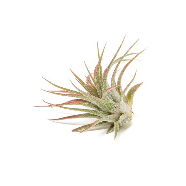 Air Plant Shop - Wholesale Live Plant - Color Enhanced Tillandsia Ionantha Rubra Air Plants1