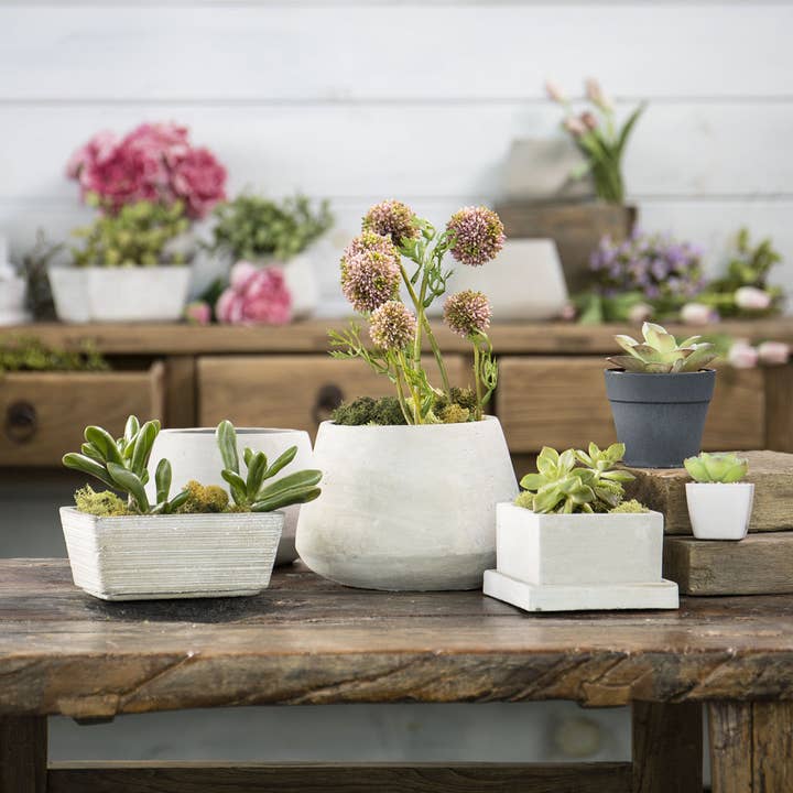 Willow Group - Wholesale Plant Pot - SQ CEMENT PLNTR W/DET. SAUCER1