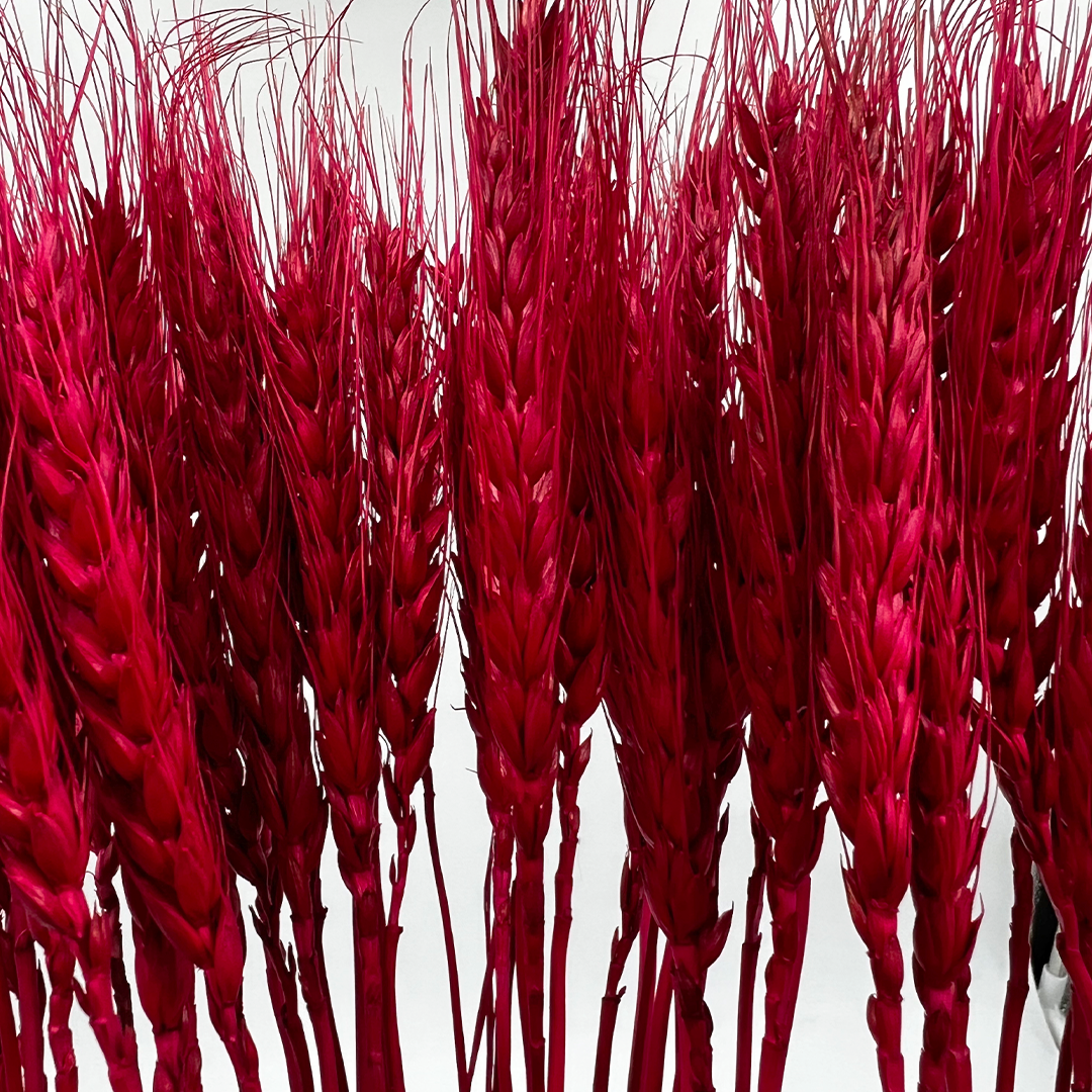 2626 Designs – wholesale Torkade/pressade blommor – Torkat vete, 50 st, cirka 61 cm långt18