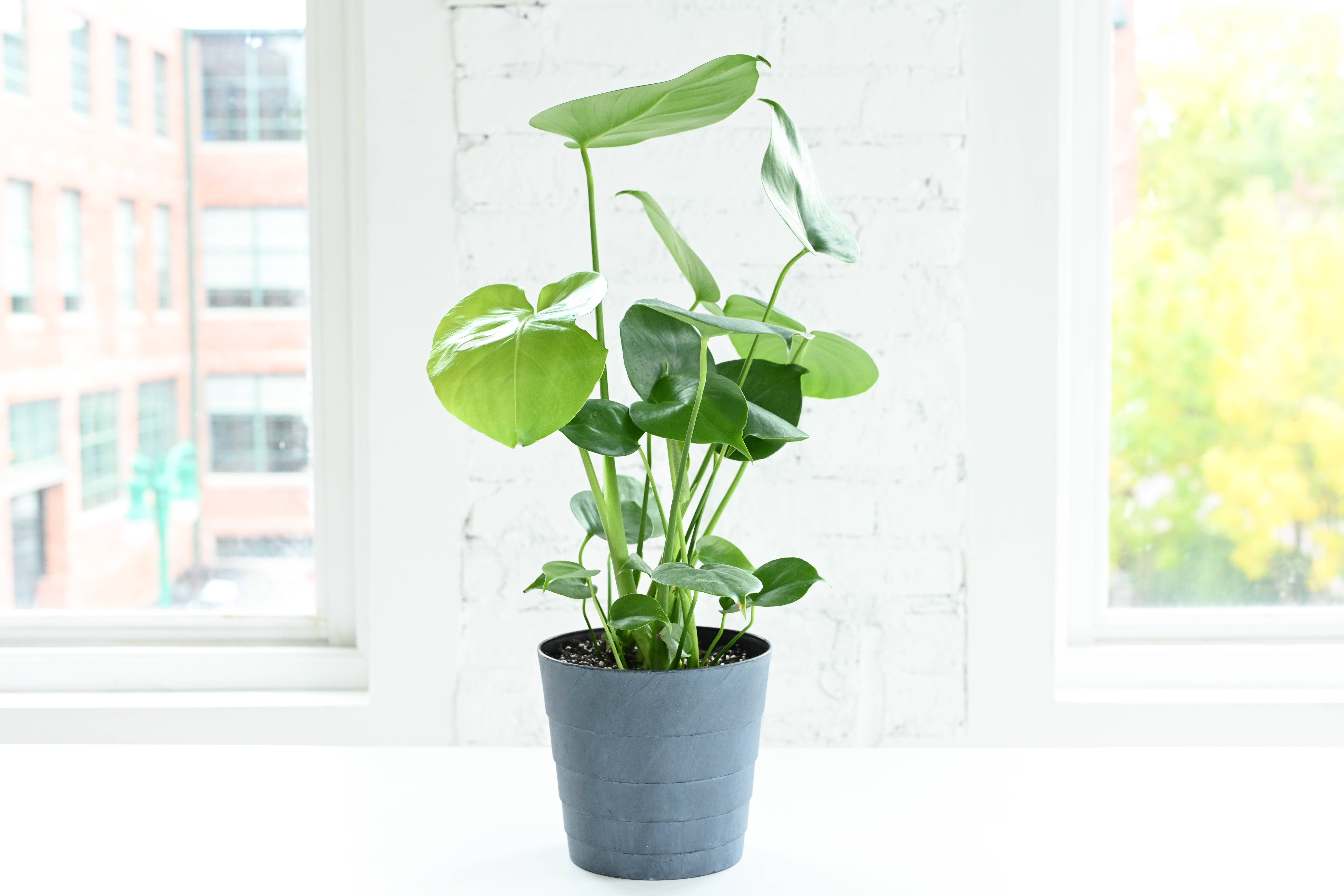 Thorsen's Greenhouse - Wholesale Live Plant - Monstera Deliciosa - Live Plant6