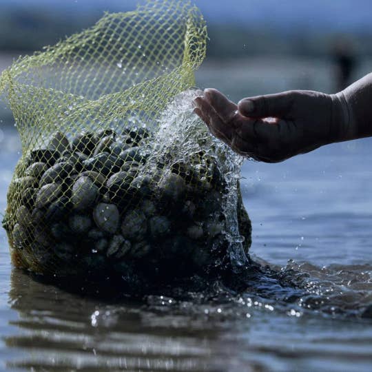 Gourmet World B2B - Wholesale Fish/seafood - Clams Cabo de Peñas 6x120g2