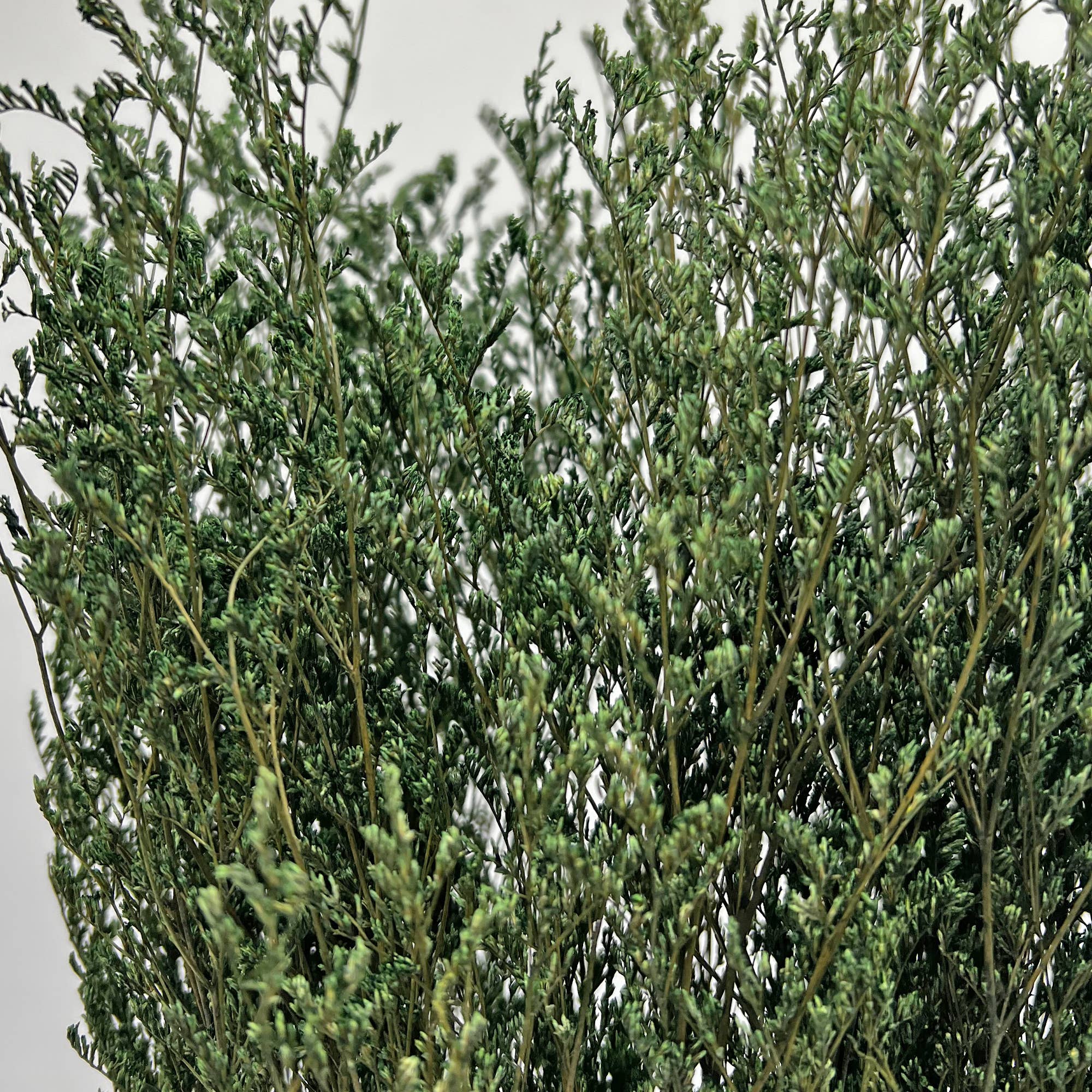 2626 Designs - Wholesale Dried/Pressed Flowers - Dried Preserved Valentin Grass Bouquet 21" Multiple Colors4